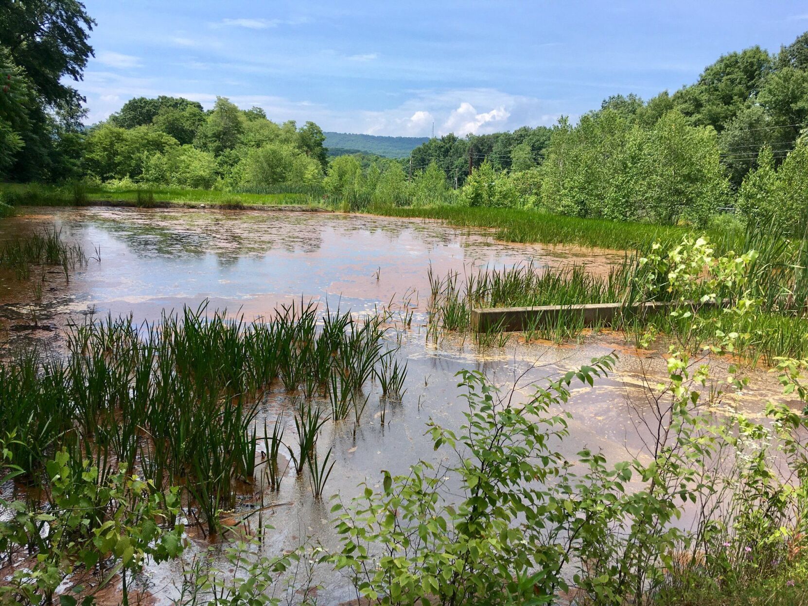 Constructed wetlands for acid mine drainage